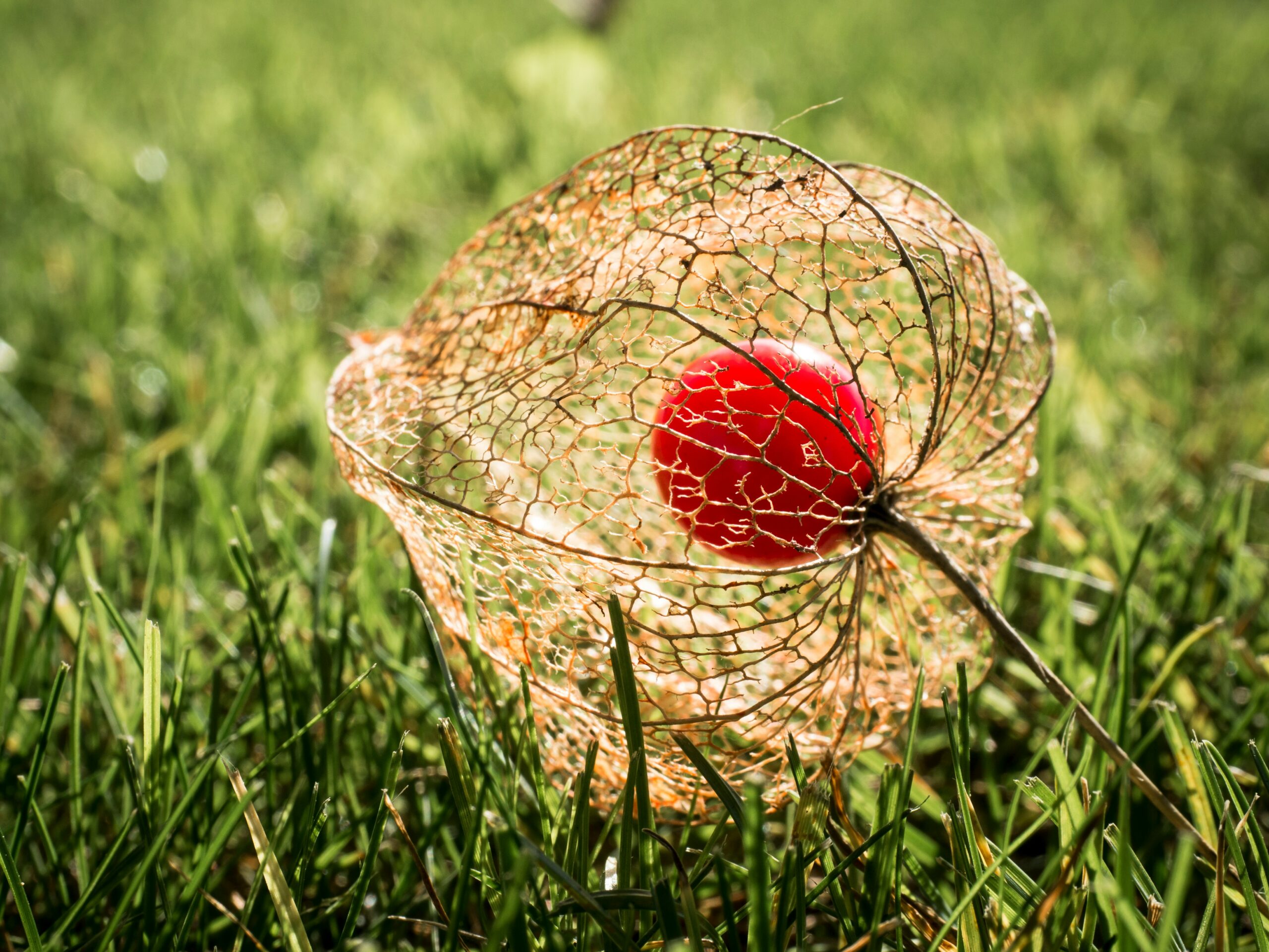 A fragile dried out petal protects a red berry, as it lays on green grass